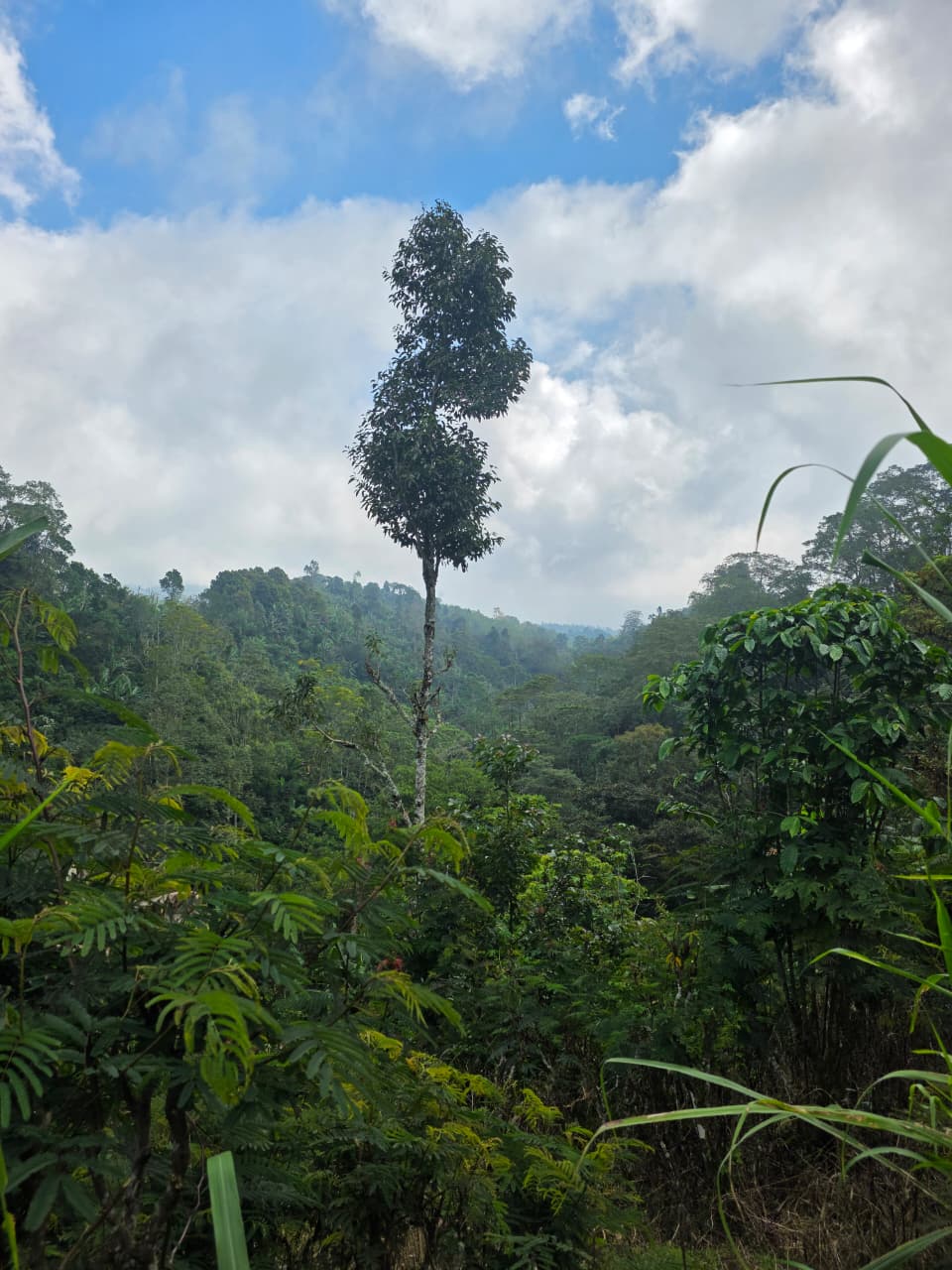 On the land: jungle canopy and a lone emergent tree